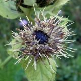 Cirsium oleraceum