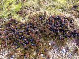 Empetrum hermaphroditum
