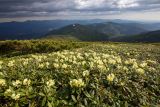 Rhododendron aureum. Заросли цветущих растений в окружении Pinus pumila. Хабаровский край, р-н имени Лазо, массив горы Ко, гора Столовая, выс. ≈ 1840 м н.у.м. 22.06.2026.