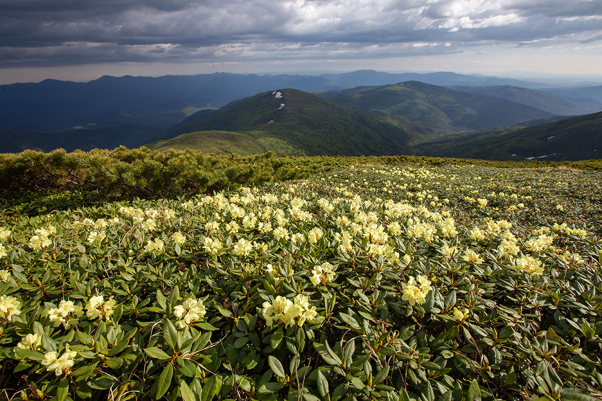 Изображение особи Rhododendron aureum.