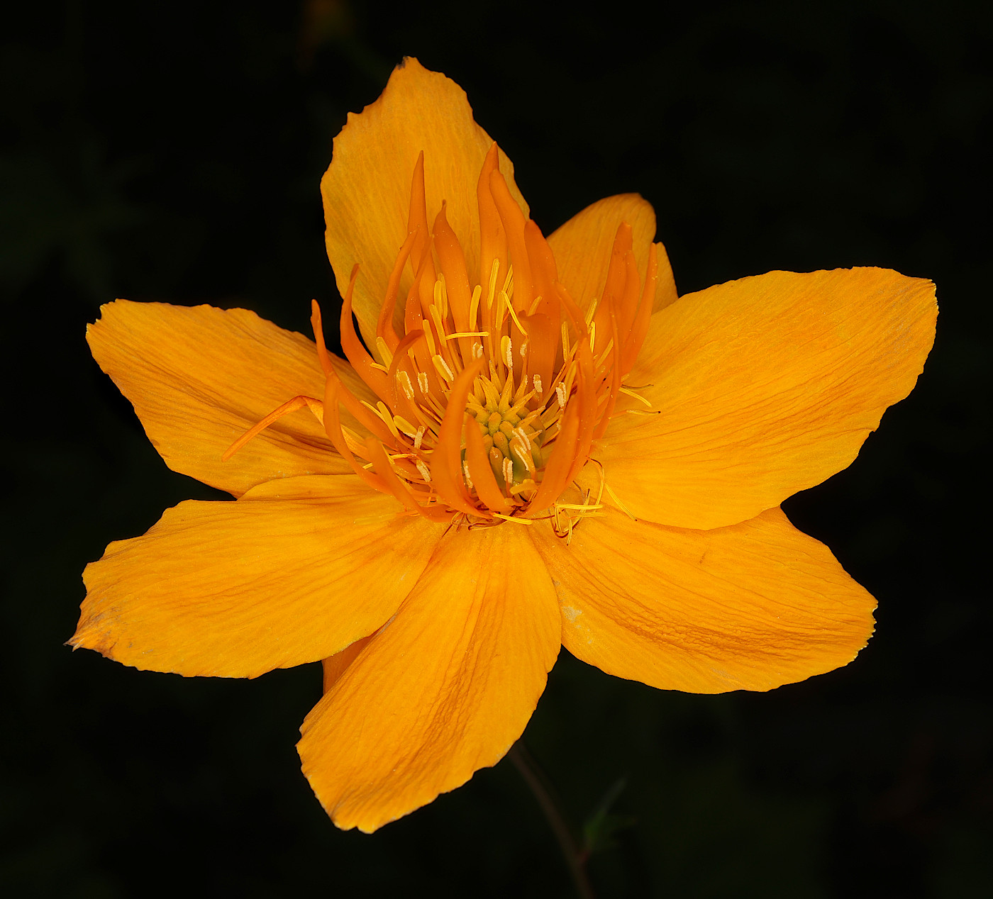 Image of Trollius chinensis specimen.