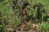 genus Orobanche. Зацветающее растение. Грузия, край Самцхе-Джавахети, Ахалцихский муниципалитет, левый борт р. Цинубанисцкали, 1,8 км выше по течению от горячего источника Цинубани, гребень небольшого отрога, выс. 1150 м н.у.м., опушка перед дубовой рощей. 9 июня 2026 г.