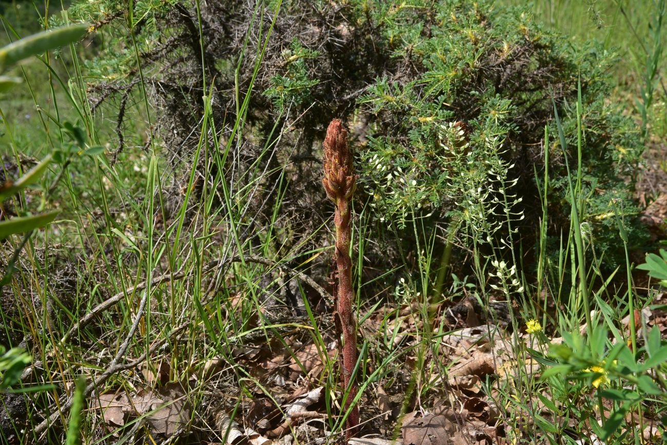 Image of genus Orobanche specimen.