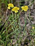 Смотреть изображение Helichrysum arenarium