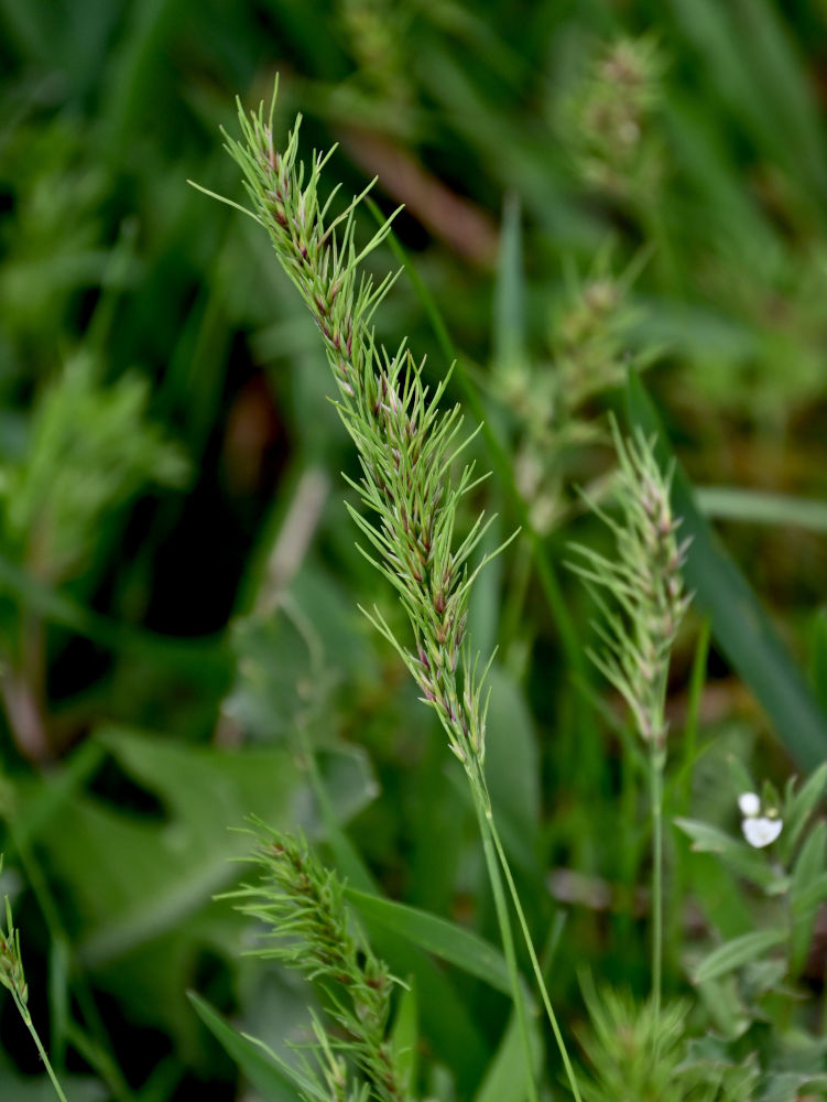 Изображение особи Poa bulbosa ssp. vivipara.