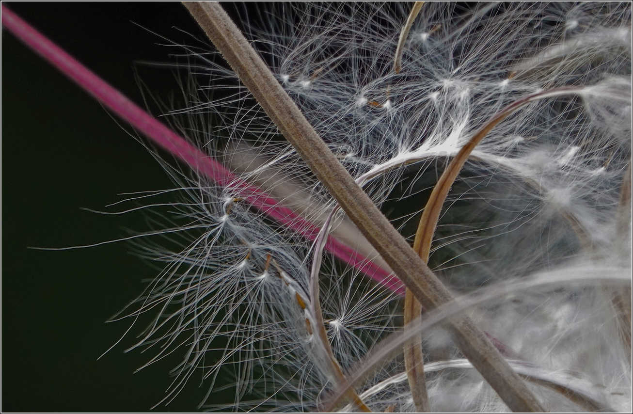 Image of Chamaenerion angustifolium specimen.