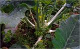 Brassica oleracea variety gongylodes. Побег с основаниями листьев. Московская обл., Раменский р-н, окр. дер. Хрипань, садовый участок. 16.08.2026.