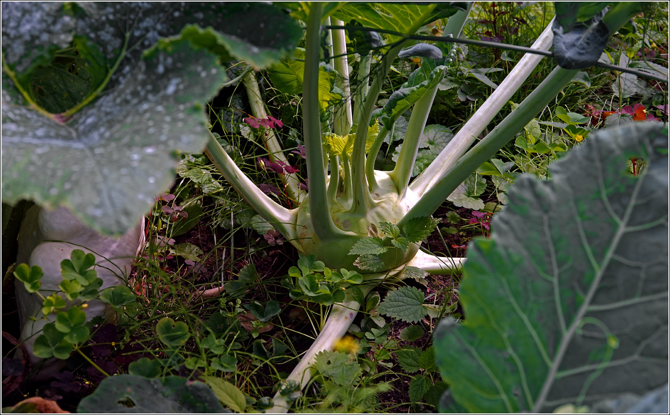 Image of Brassica oleracea var. gongylodes specimen.
