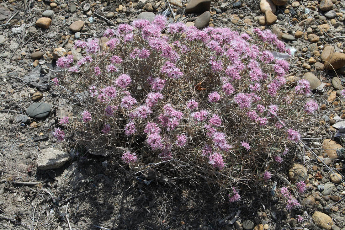Image of Acanthophyllum pungens specimen.