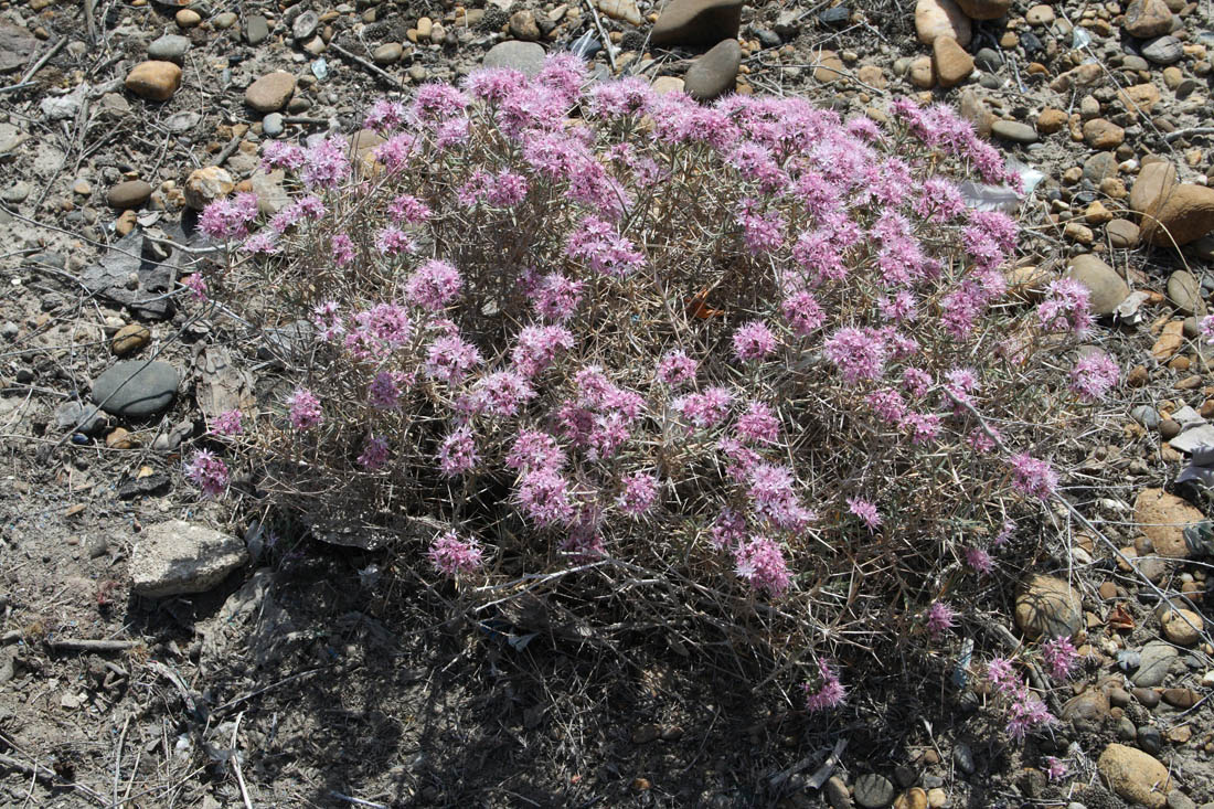 Изображение особи Acanthophyllum pungens.