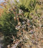 Lonicera etrusca. Веточки с перезимовавшими розетками листьев. Краснодарский край, Черноморское побережье Кавказа, м/о г. Новороссийск, восточнее с. Глебовка, шибляк. 9 марта 2025 г.