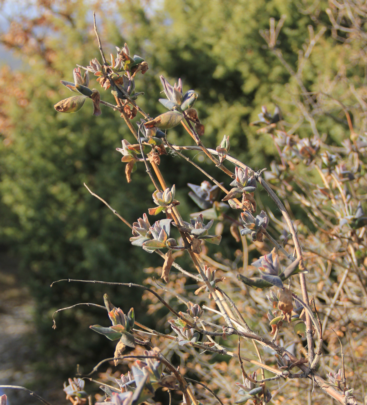 Image of Lonicera etrusca specimen.