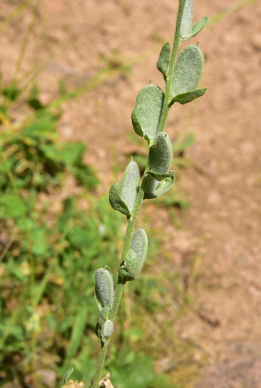 Image of Unknown species specimen.