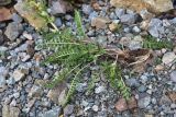 genus Pedicularis. Нижняя часть сорванного отцветающего растения. Турция, ил Артвин, р-н Юсуфели, левый берег р. Бархал-Чайи, над порогом, выс.1800 м н.у.м., скальная полка. 14 июня 2026 г.