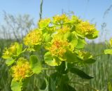Euphorbia palustris. Верхушка цветущего растения. Украина, Днепропетровская обл., Петриковский р-н, пгт Куриловка, луг в пойме Днепра. 23.05.2011.