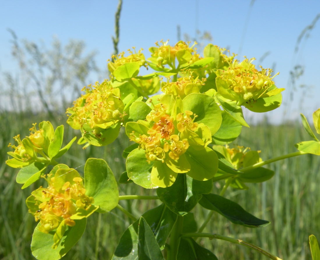 Изображение особи Euphorbia palustris.