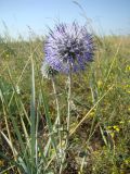 Echinops ruthenicus. Цветущее растение. Украина, Херсонская обл., Генический р-н, южн. окр. с. Стрелковое, Арабатская стрелка, песчаная степь. 05.07.2008.