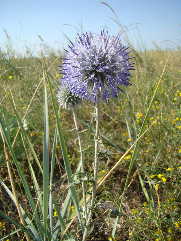 Изображение особи Echinops ruthenicus.