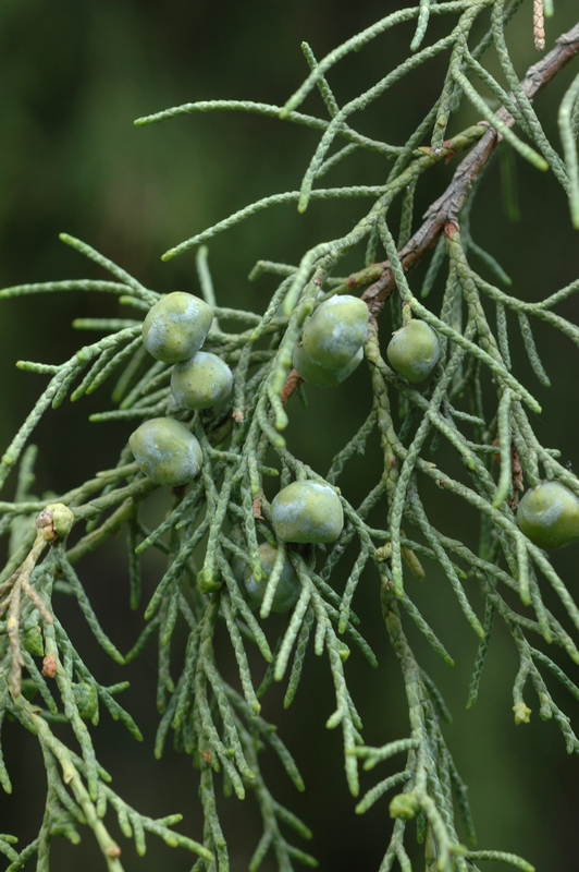 Изображение особи Juniperus semiglobosa.