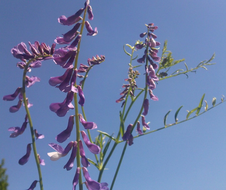 Изображение особи Vicia tenuifolia.