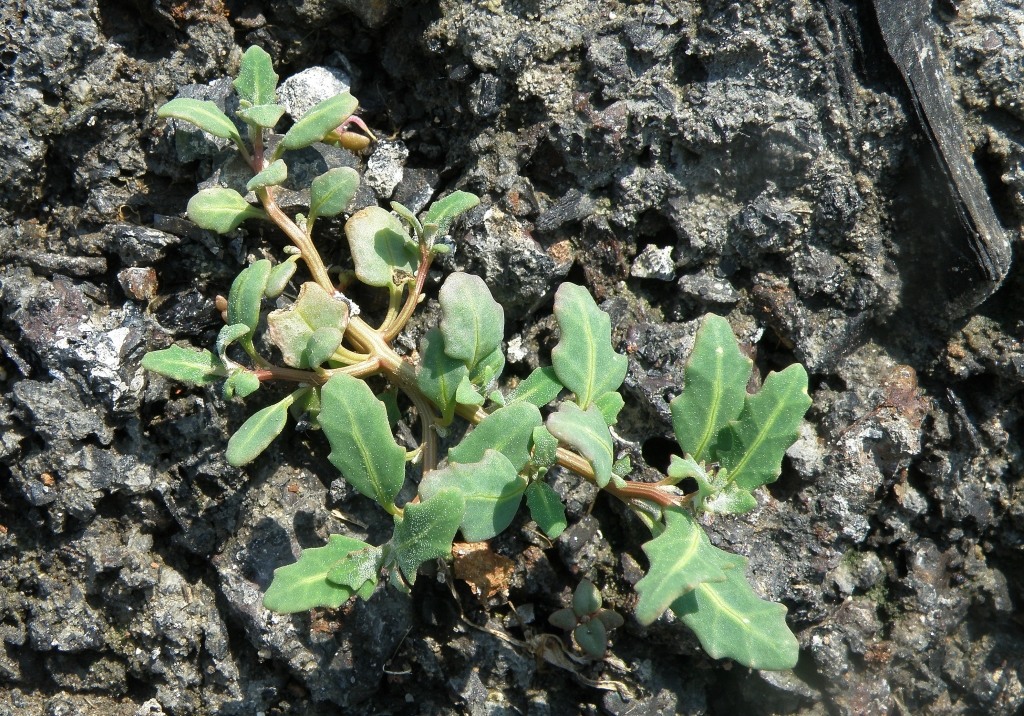 Image of Oxybasis glauca specimen.