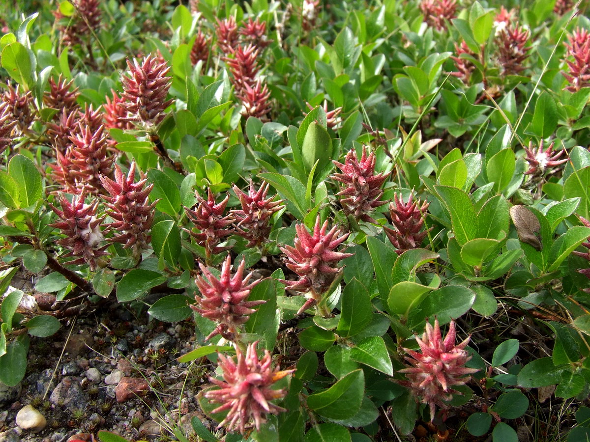 Image of Salix myrsinites specimen.
