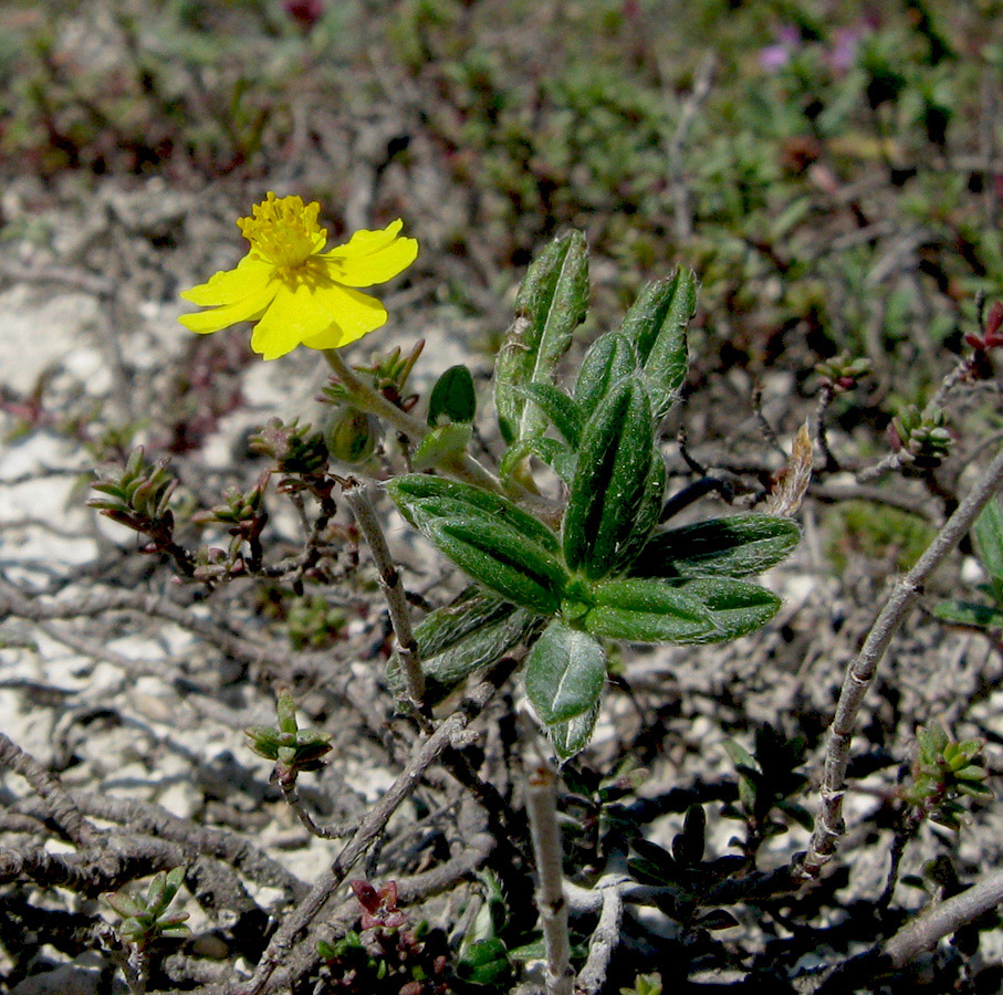 Image of Helianthemum nummularium specimen.