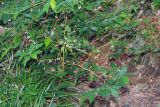 Vaccinium arctostaphylos. Цветущее растение в березняке на горном склоне. Республика Карачаево-Черкесия, Домбай, верховья долины р. Алибек, 1970 м н.у.м. 09.07.2011.
