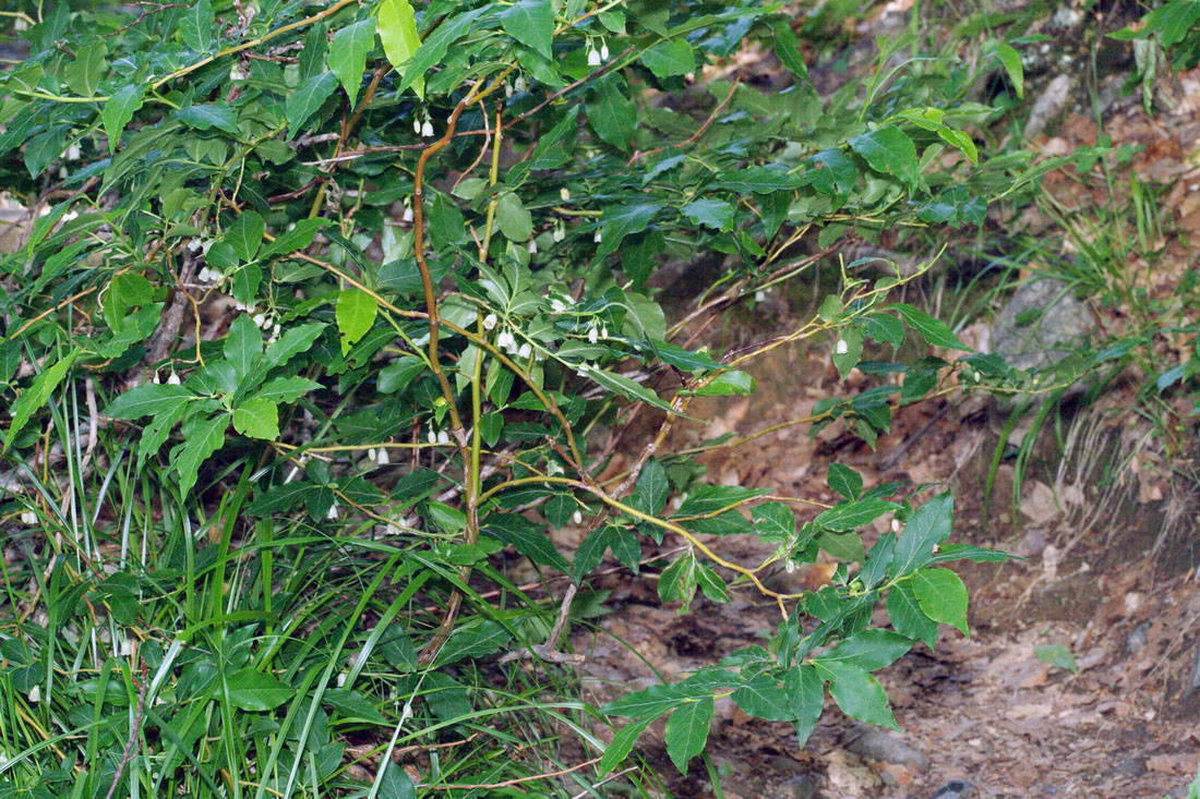 Image of Vaccinium arctostaphylos specimen.