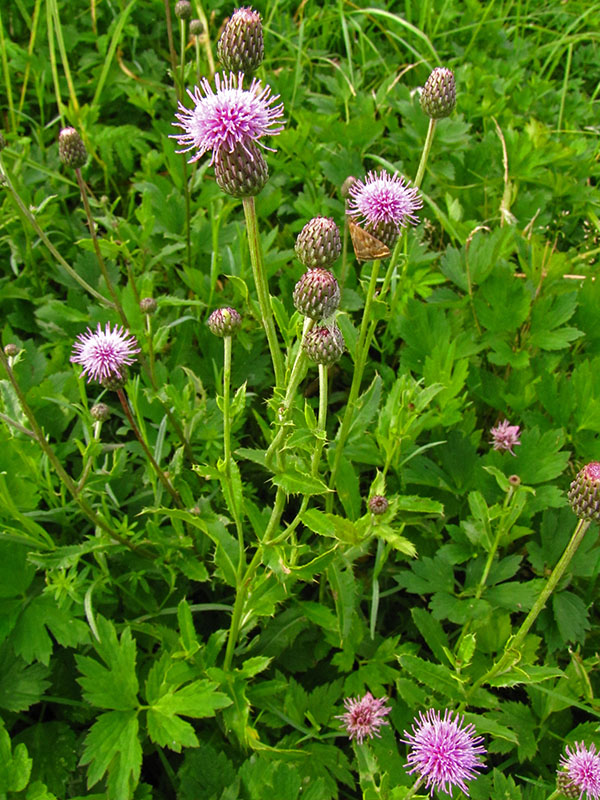 Image of Cirsium arvense specimen.