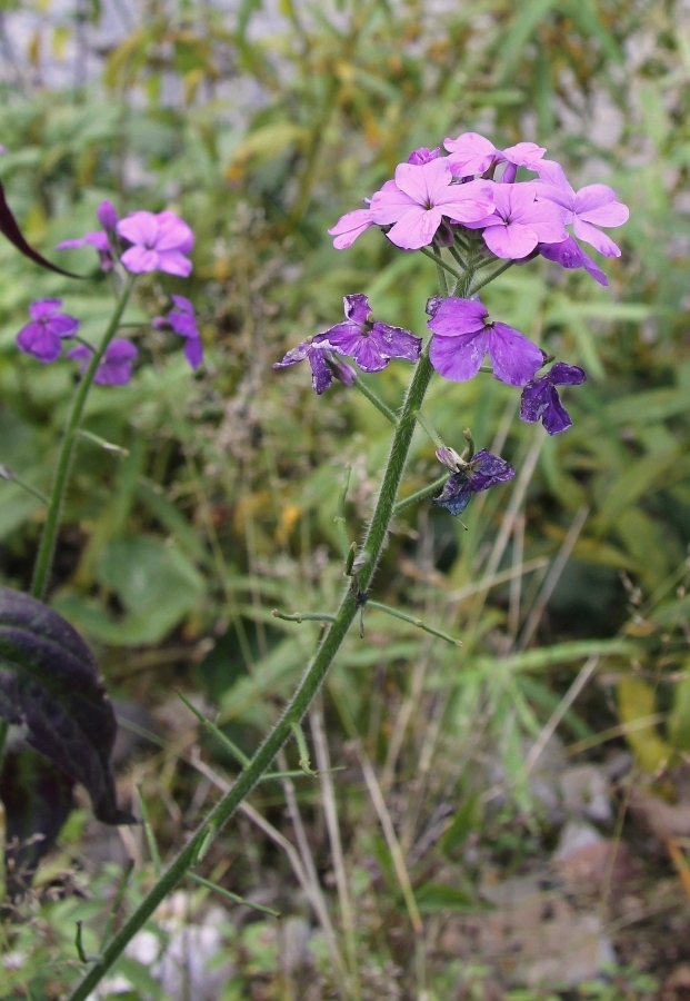 Image of Hesperis sibirica specimen.