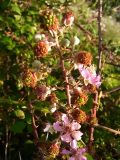 Rubus ulmifolius