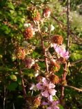 Rubus ulmifolius. Отцветающее соцветие с завязывающимися плодами. Испания, Страна Басков, Арратия, сельское поселение Альсусте. Август 2011 г.