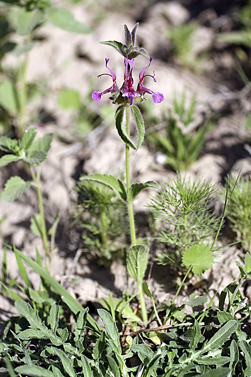 Изображение особи Hypogomphia purpurea.