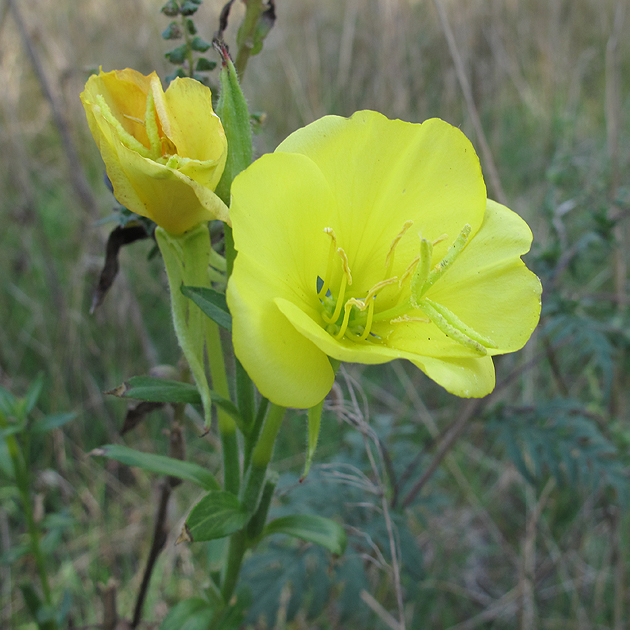 Изображение особи Oenothera biennis.