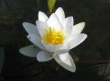 Nymphaea candida