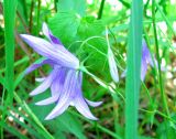 Campanula patula. Соцветие. Ярославская обл., Некоузский р-н, дер. Кашеварка, лесная опушка. 23.06.2011.