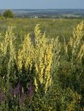 Verbascum lychnitis. Цветущие растения. Воронежская обл., Павловский р-н, окр. с. Михайловка (Шипов лес), склон холма. 17.06.2011.