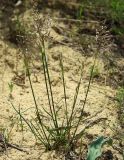 Poa bulbosa