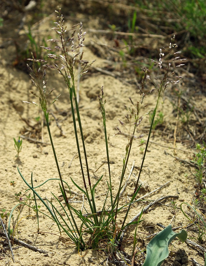 Изображение особи Poa bulbosa.