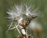Chondrilla juncea. Соплодие. Украина, Запорожье, южная часть о-ва Хортица, у дороги вдоль степной залежи. 14.07.2011.