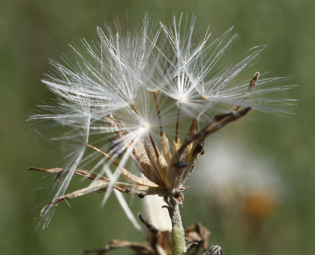 Изображение особи Chondrilla juncea.