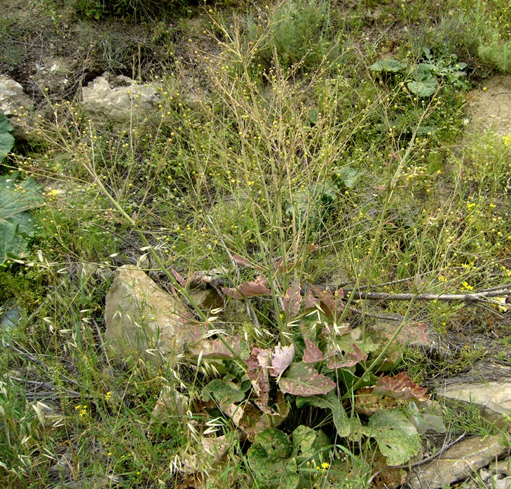 Image of Crambe kotschyana specimen.