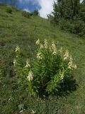 Digitalis ciliata