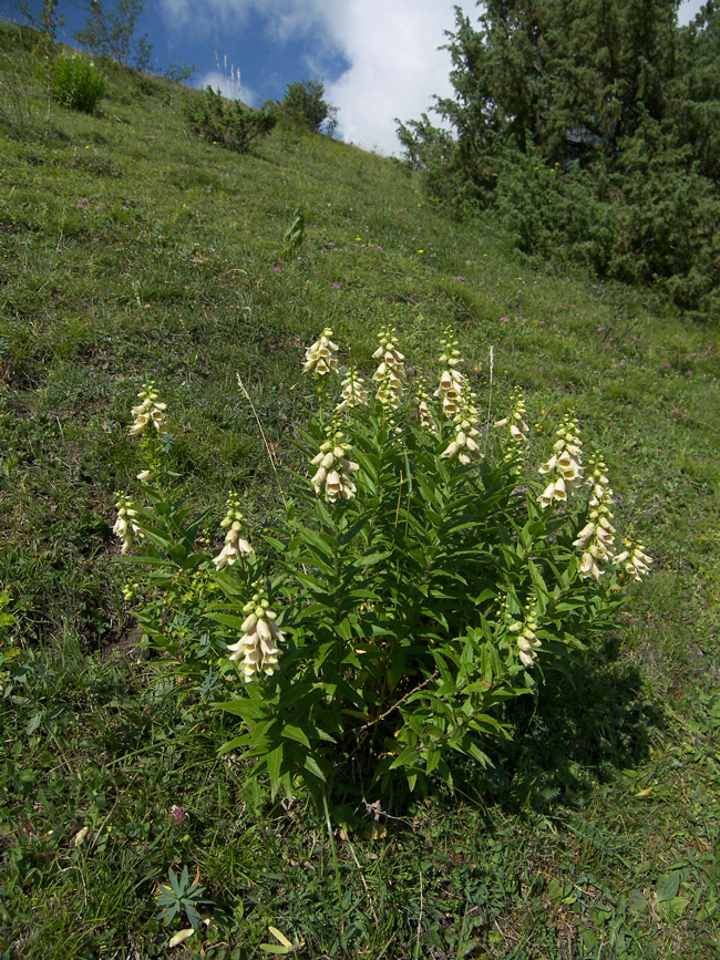 Изображение особи Digitalis ciliata.