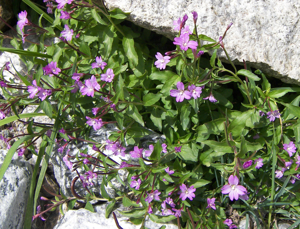 Изображение особи Epilobium algidum.