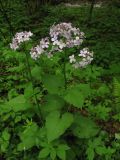 Lunaria rediviva. Цветущие растения в буковом лесу. Раховский район Закарпатской области, Украина. 3 мая 2008 г.