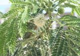 Leucaena leucocephala. Часть побега с соцветием. На верхней поверхности оси листа при основании нижней пары сегментов виден крупный \"кратер\" - экстрафлоральный нектарник. Израиль, побережье Мёртвого моря, нижняя часть склона, нарушенный участок каменистой пустыни. 21.02.2011.