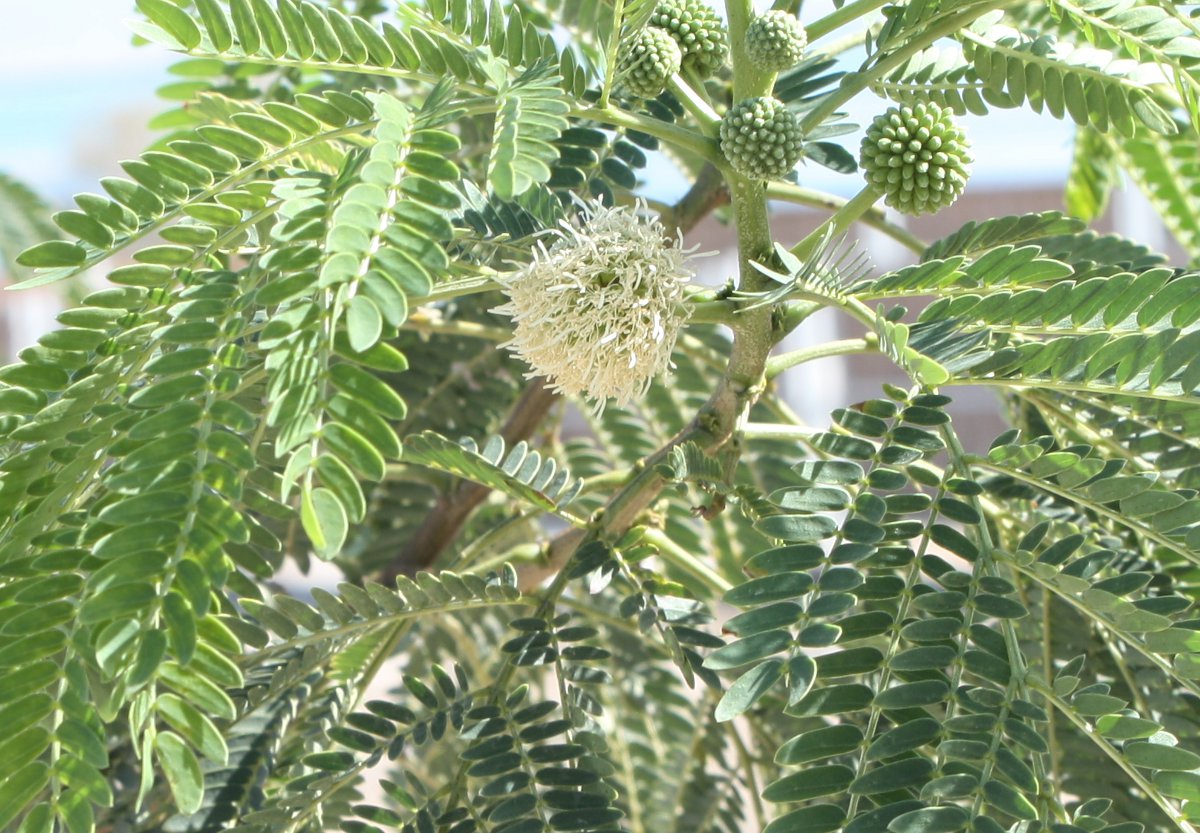 Изображение особи Leucaena leucocephala.