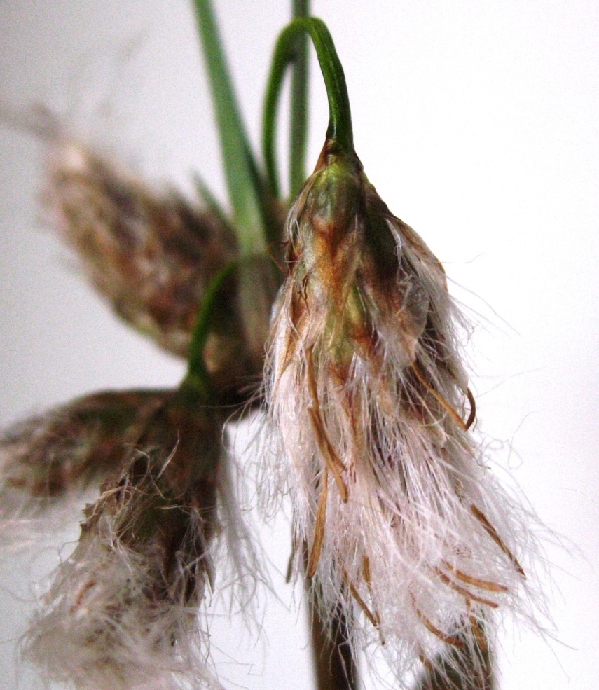 Image of Eriophorum angustifolium specimen.